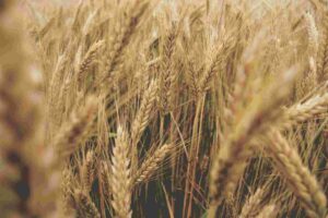 close up photography of dried grass field