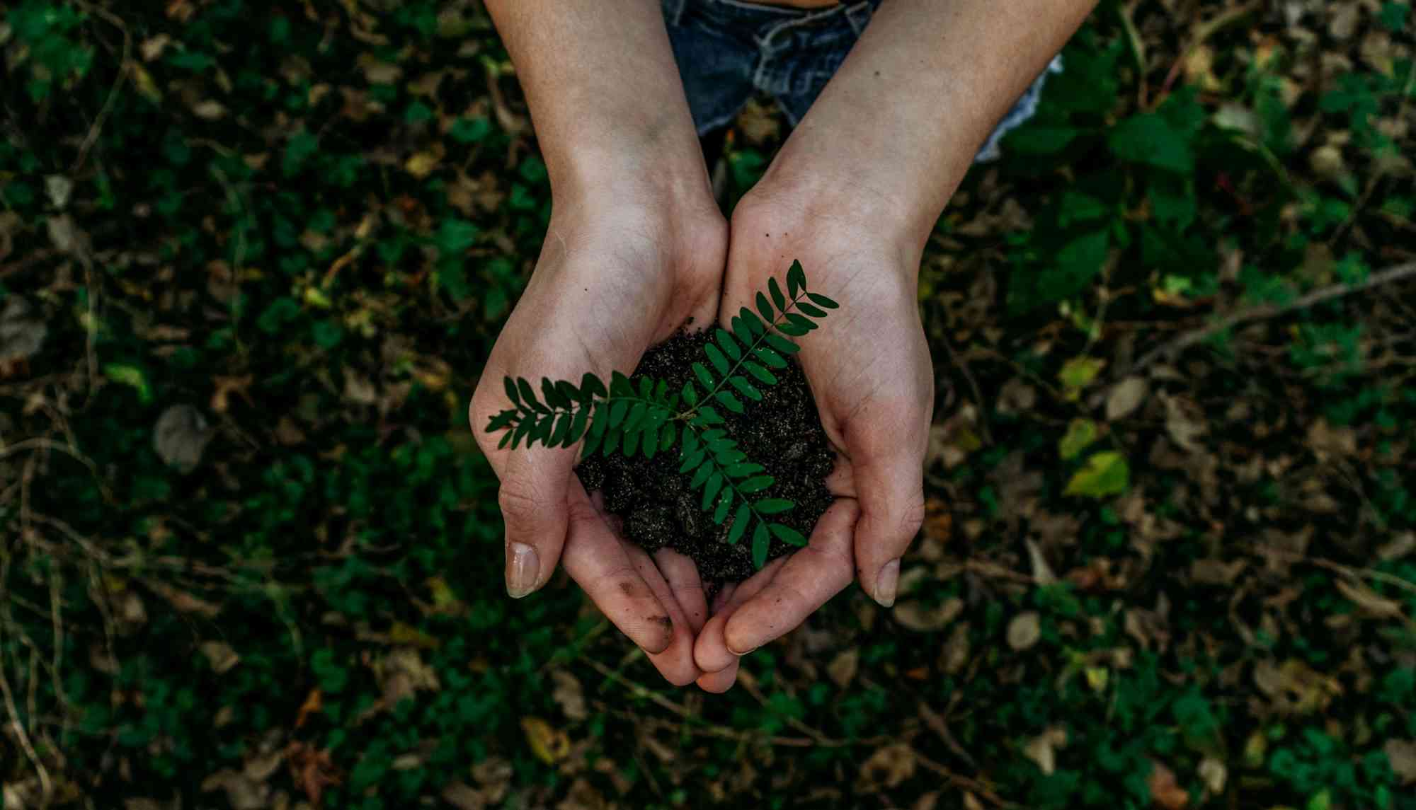 plante verte